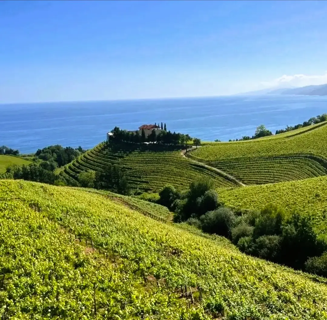 Wine tours